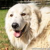 Casper in NY - Handsome & Fluffy Boy!