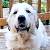 adoptable Dog in  named Rocky in NC - Master At The Pyr Paw!