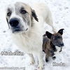 Michellin & Koda in OH - Cuddly & Fun-Loving!