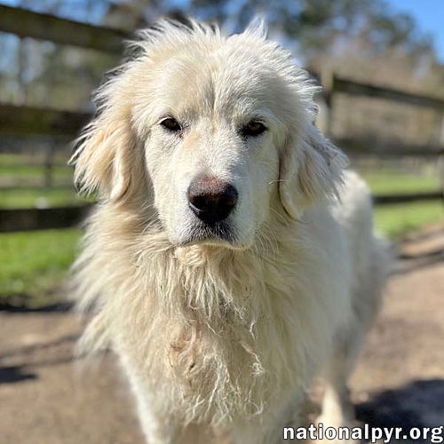 Mollie in GA - Enjoys Pets & Playing With Dogs!