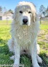 Mollie in GA - Enjoys Pets & Playing With Dogs!