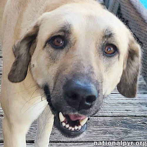 picture of the dog needing adoption