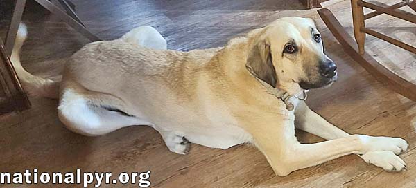 Willow in LA - Loves Cuddles, Toys & Playtime!