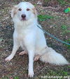 Shelley in LA - Petite Pyr Who Loves Her People!