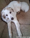 Shelley in LA - Petite Pyr Who Loves Her People!