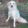 Shelley in LA - Petite Pyr Who Loves Her People!