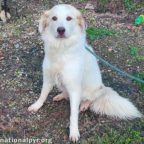 Shelley in LA - Petite Pyr Who Loves Her People!