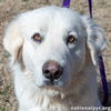 Lucy in TN - Super Sweet & Laid-back!