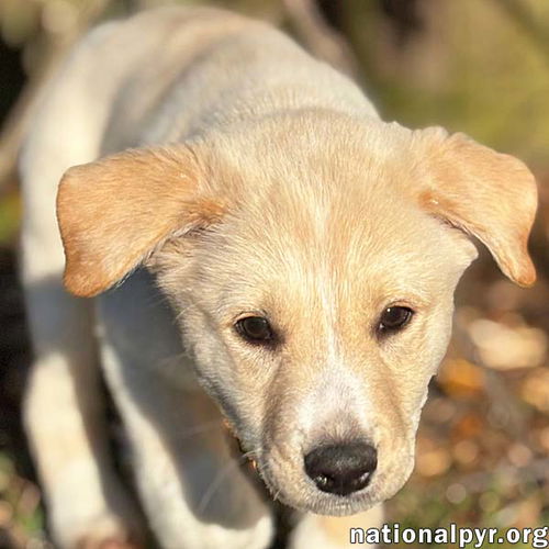 Butterball in GA - Playful & Sweet!