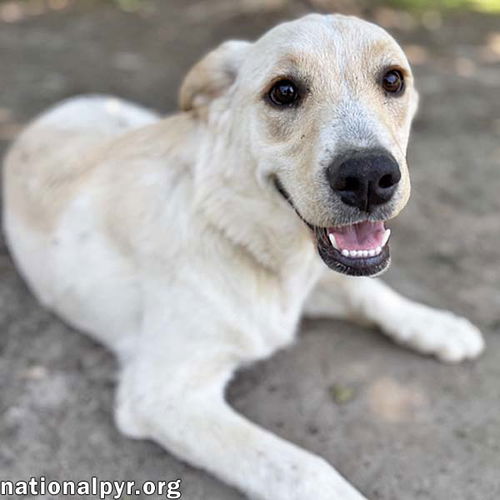 Butterball in GA - Playful & Sweet!