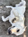 Butterball in GA - Playful & Sweet!