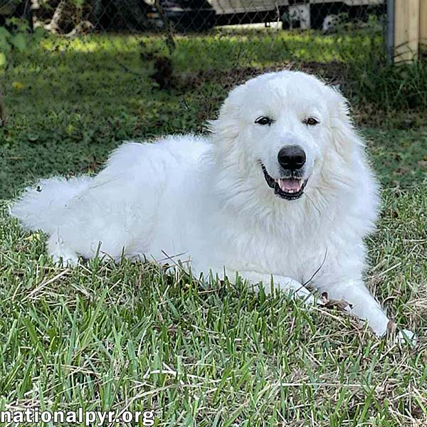 Frosty in LA - Adores Belly Rubs!
