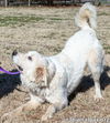 Goobles in NJ - Goofy & Playful Boy!