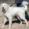 Goobles in NJ - Goofy & Playful Boy!