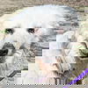 Fluke in CT - Sweet Pocket-Pyr Gentleman!