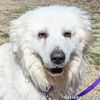 Fluke in TN - Sweet Pocket-Pyr Gentleman!