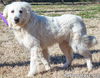 Fluke in TN - Sweet Pocket-Pyr Gentleman!