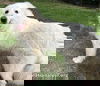 Fluke in CT - Sweet Pocket-Pyr Gentleman!
