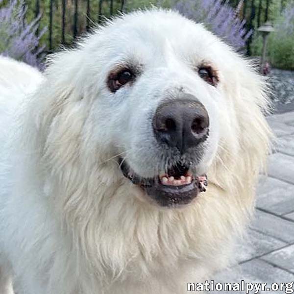 adoptable Dog in Putnam, CT named Fluke in CT - Sweet Pocket-Pyr Gentleman!