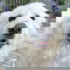 adoptable Dog in  named Fluke in CT - Sweet Pocket-Pyr Gentleman!