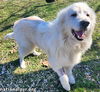 Oliver in KY - Loves Going For Walks & Exploring!