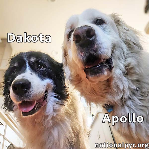 adoptable Dog in Richmond, VA named Apollo & Dakota in VA - Adore Attention!