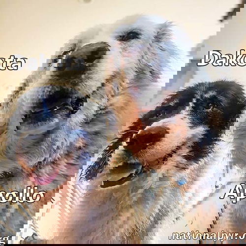 Apollo & Dakota in VA - Adore Attention!