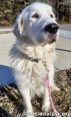 Angel in MS - Mellow & Cuddly Lady!