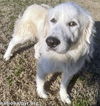 Angel in MS - Mellow & Cuddly Lady!