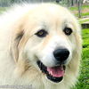 Ashi in KY - pending