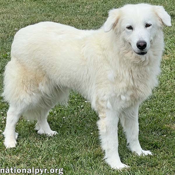 adoptable Dog in Springfield, OH named Flip in OH - Low-key, Chill & Quiet!