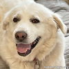 Gertie in NY - Wiggles for Anticipated Pets!