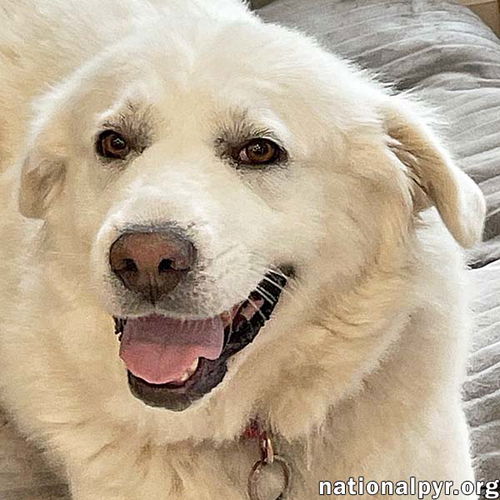 Gertie in NY - Wiggles for Anticipated Pets!
