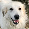 Ester in KY - Has A Tail That's Always Wagging!
