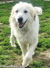 Ester in KY - Has A Tail That's Always Wagging!