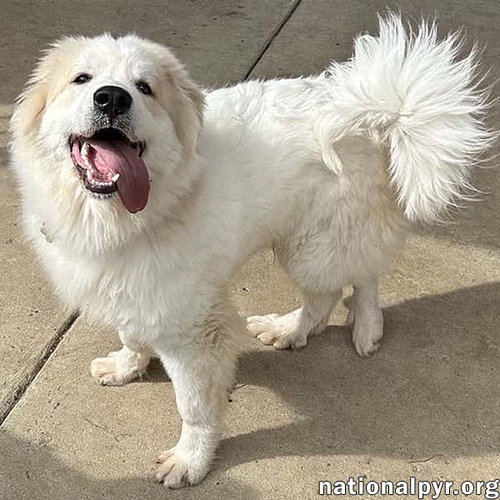 picture of the dog needing adoption