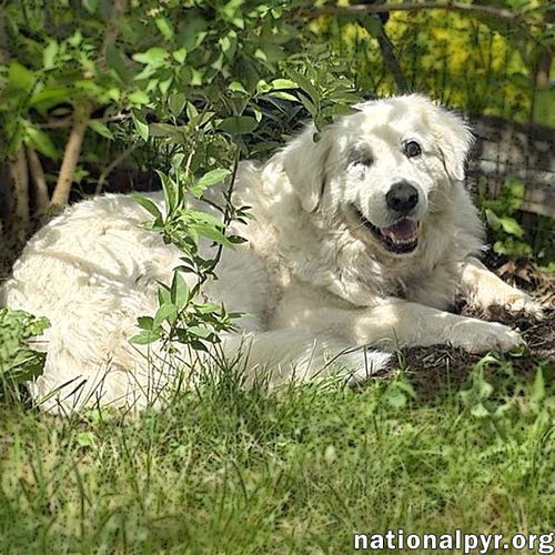 Dori in KY - Very Well Behaved & Sweet!