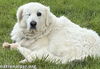 Dori in KY - Very Well Behaved & Sweet!
