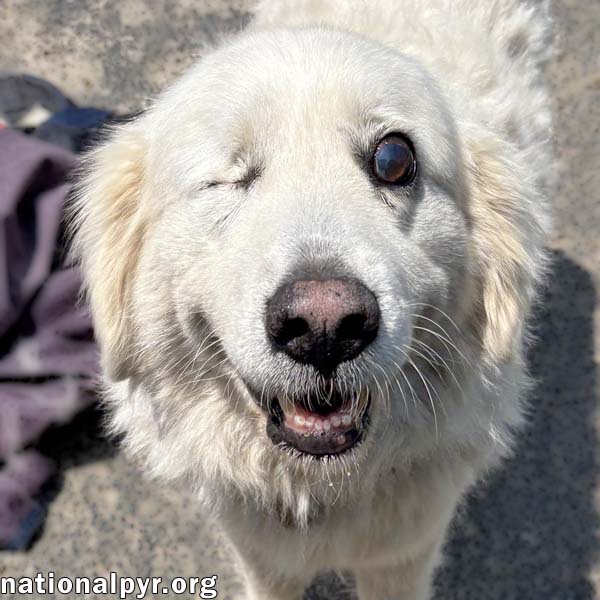 adoptable Dog in Lexington, KY named Dori in KY - Very Well Behaved & Sweet!