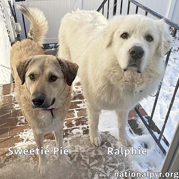 Sweetie Pie & Ralphie in CT - Love Hugs!