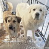 Sweetie Pie & Ralphie in CT - Love Hugs! - Photo 1