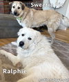 Sweetie Pie & Ralphie in CT - Love Hugs! - Photo 2