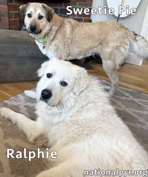 SWEETIE PIE & RALPHIE IN CT - LOVE HUGS! - Great Pyrenees / Anatolian Shepherd available for adoption