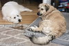 Sweetie Pie & Ralphie in CT - Love Hugs! - Photo 3