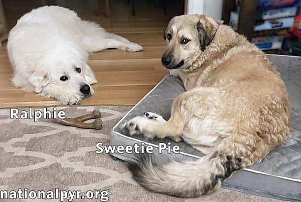 Sweetie Pie & Ralphie in CT - Love Hugs!