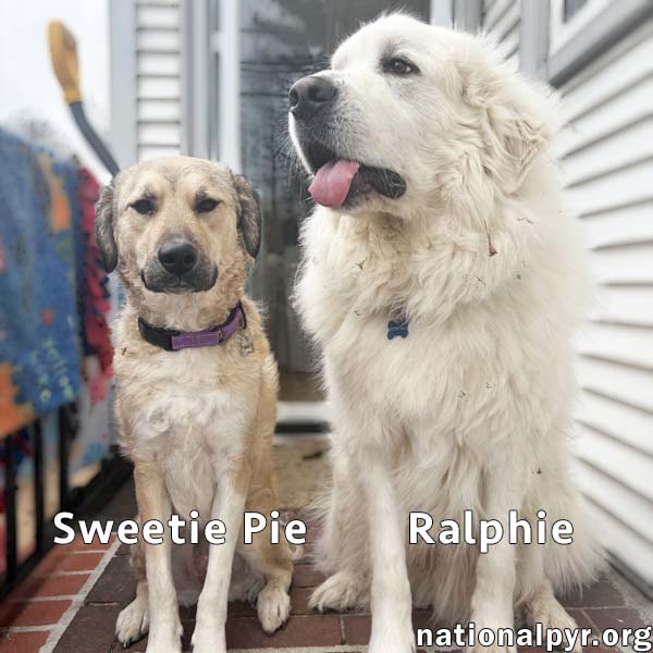 Sweetie Pie & Ralphie in MA - Love Hugs!