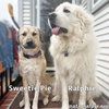 Sweetie Pie & Ralphie in MA - Love Hugs! - Photo 1