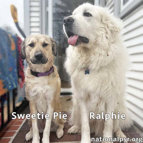 picture of the dog needing adoption