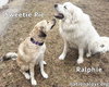 Sweetie Pie & Ralphie in MA - Love Hugs! - Photo 3
