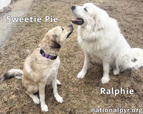 Sweetie Pie & Ralphie in MA - Love Hugs!